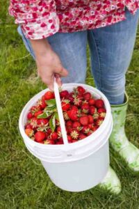 The Many Uses for 5-Gallon Buckets Image